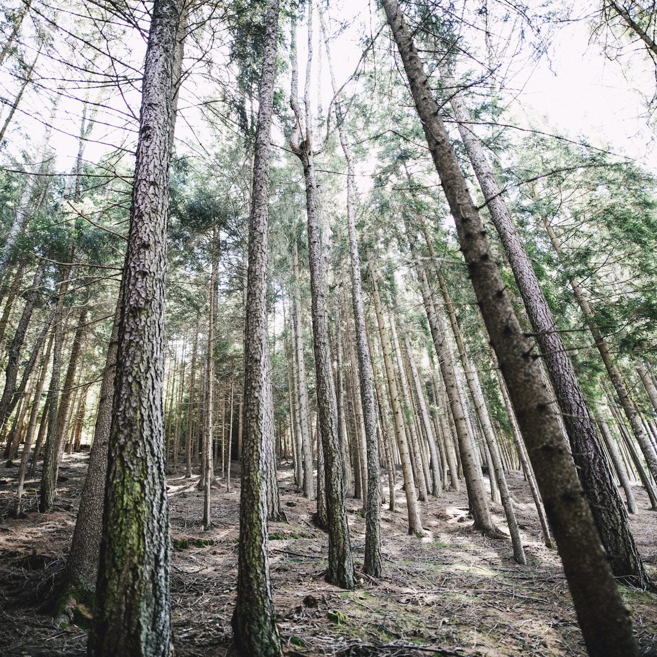 Forêt avec des arbres élancés, lumière filtrant à travers le feuillage.